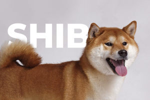 Shiba Inu (SHIB) Reaches New All-Time High, Inching Closer to Surpassing Dogecoin