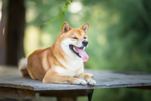 Shiba Inu (SHIB) Spikes 8%, Leading Crypto Market Recovery