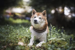 Shiba Inu Rival Floki Inu Scores Partnership with India's Most Followed Football Club