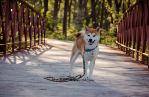 Shiba Inu (SHIB) Soars Nearly 30% on Thanksgiving Day 