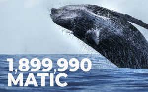 Whales Added 1,899,990 MATIC to Their Holdings in Last 24 Hours