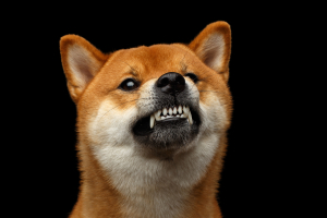 Shiba Inu Army at War with Renegade Promoter