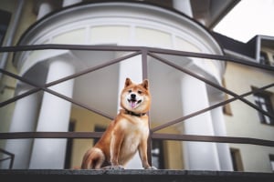 Shiba Inu Games Is "Just the Beginning" of PlaySide Collaboration 