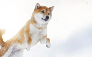 Shiba Inu Whales Control 26% of Total Supply of Token: Here's How It Might Be Bullish