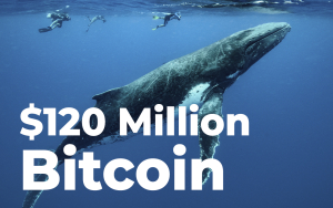 Anonymous Whale Suddenly Closes $120 Million Bitcoin Short on Market