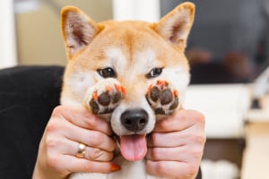 Shiba Inu Announces "Cutting-Edge" Fashion Partnership