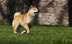 Shiba Inu-Themed Burger Chain to Actively Participate in SHIB Burn Process