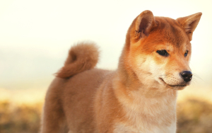 Shiba Inu Price Recovers from Lows, SHIB Daily Large Transactions Increase by 261%