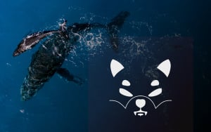 Shiba Inu Large Transactions Up by 122%, Owing to Surge in Whales' Interest in SHIB