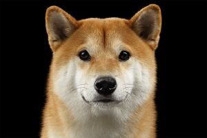 Dogecoin Foundation Hiring Web Developer