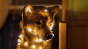 Shiba Inu (SHIB) Forming Reversal Pattern Ahead of New Year