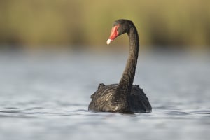 Crypto CEO Predicts More Black Swan-Type Events 