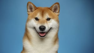 ShibaSwap 2.0 in Works, Shiba Inu (SHIB) Community Delighted