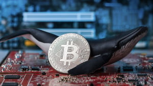 71,000 BTC Bought by Bitcoin Whales in Latest Accumulation Move: Details