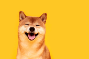 Shiba Inu Lead Wants to Reinvent Crypto Identity 