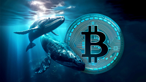 Bitcoin Whale Snaps Up $16 Million Worth of BTC Following Price Crash