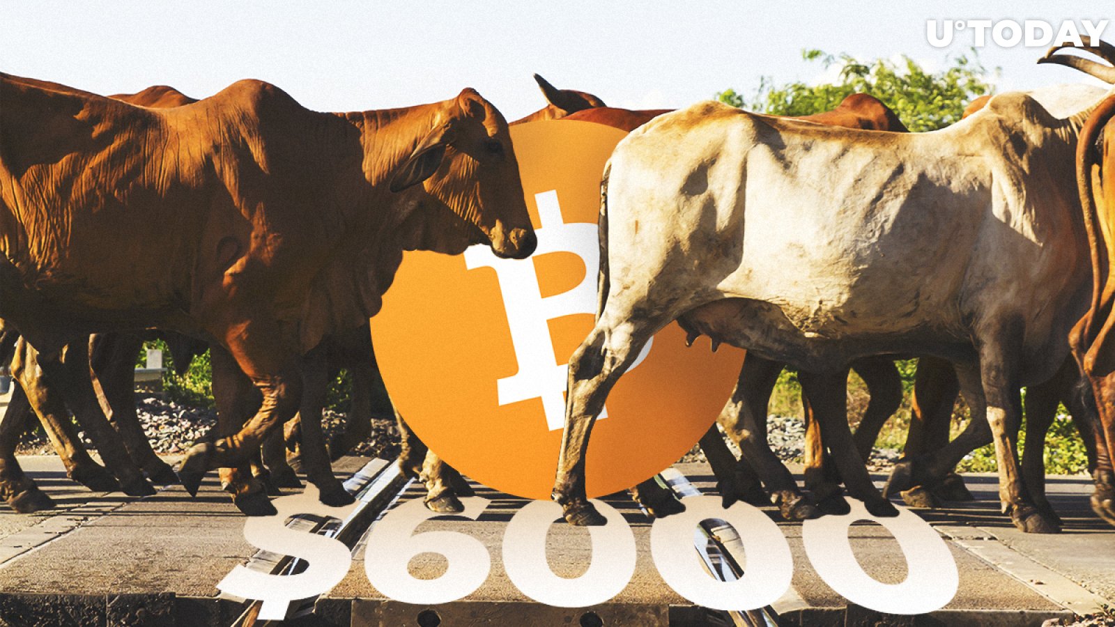 BTC/USD Price Prediction — Bulls Have Passed the $6,000 Obstacle and Going Up