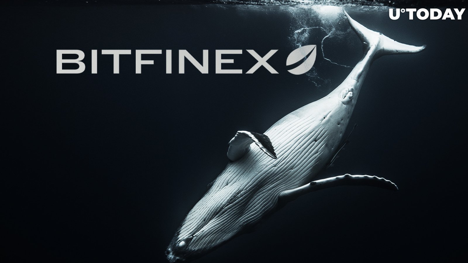 Famous Bitfinex Whale Leaves Crypto Twitter. Read His Farewell Message