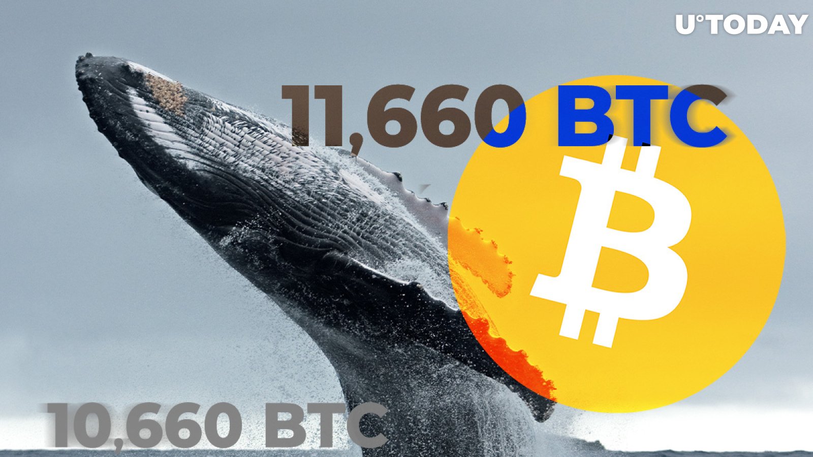 Bitcoin Whale Receives 11,660 BTC and Sends 10,660 BTC to Anonymous Wallet