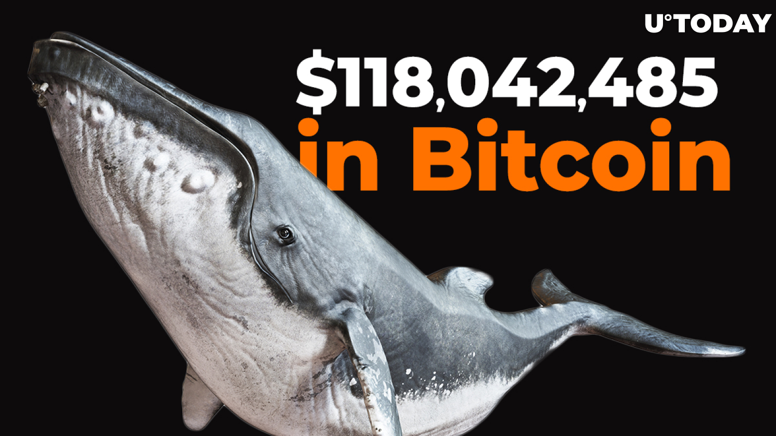 Crypto Whales Shift $118,042,485 in Bitcoin as BTC Hangs Below $10,500