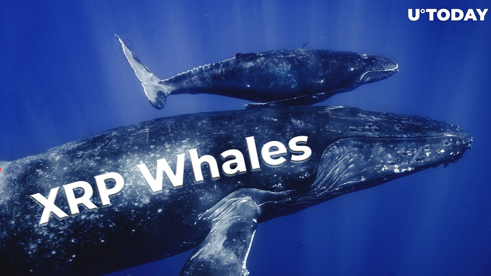Number of XRP Whales Continues to Grow: Data