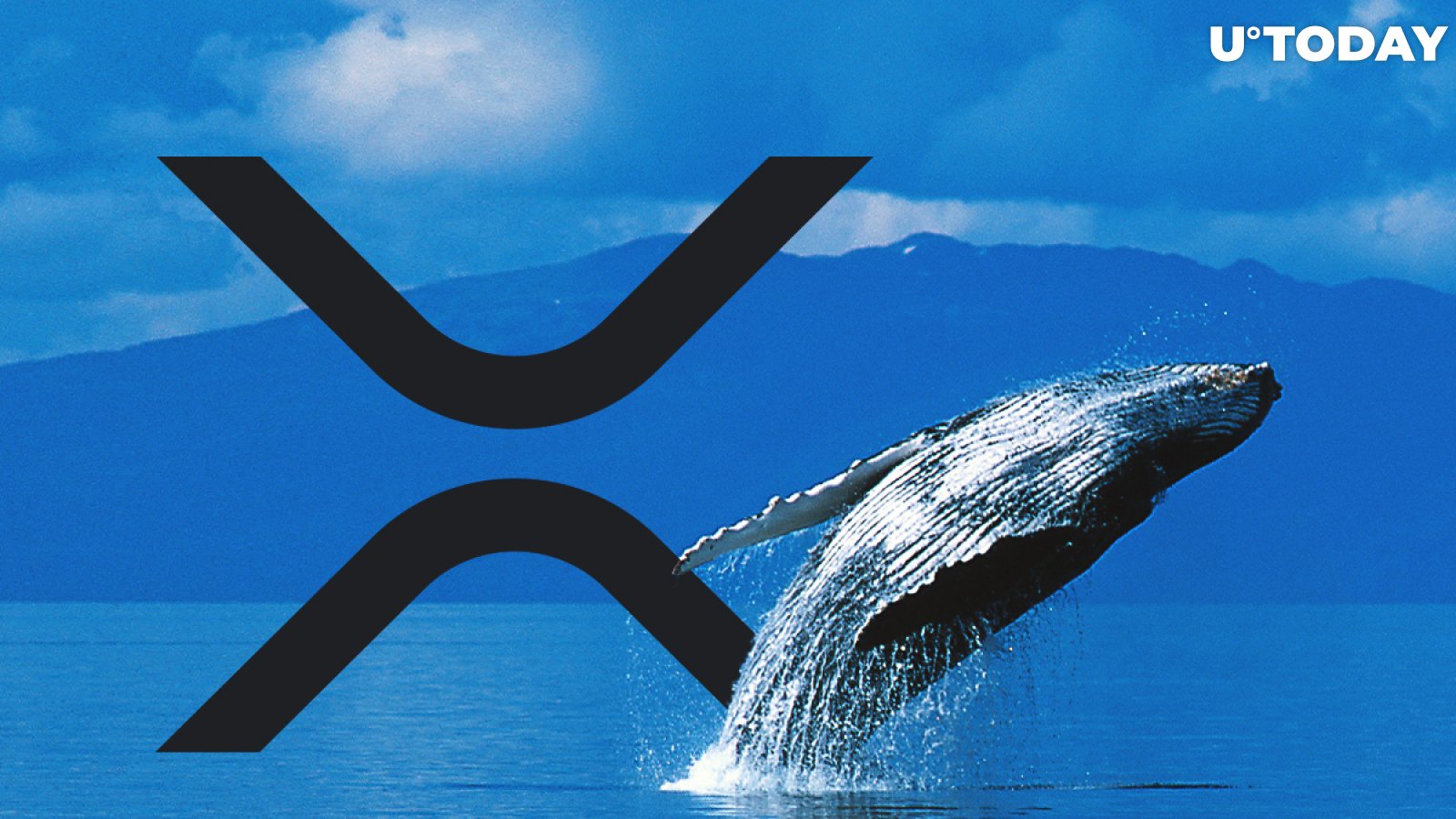 XRP Whale Population Hits All-Time High Ahead of Spark Airdrop