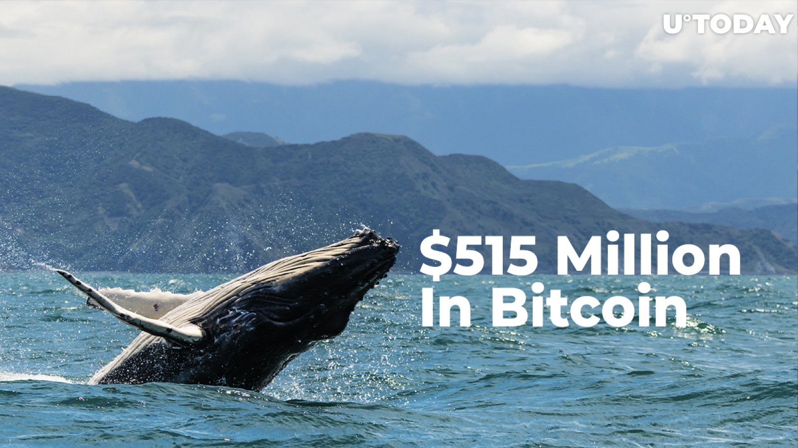 Whales Shift Whopping $515 Million In Bitcoin in Past Ten Hours 