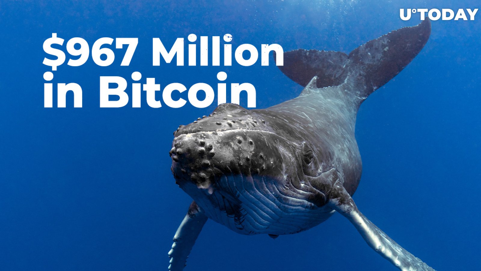 Whales Shift $967 Million in Bitcoin in Past Two Days While BTC Trades Slightly Under $27,000