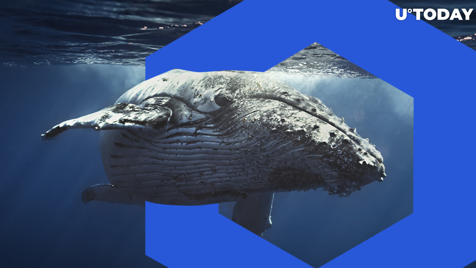 Crypto Whales Now Hold 10% Less LINK than in December 2019, Here's Why