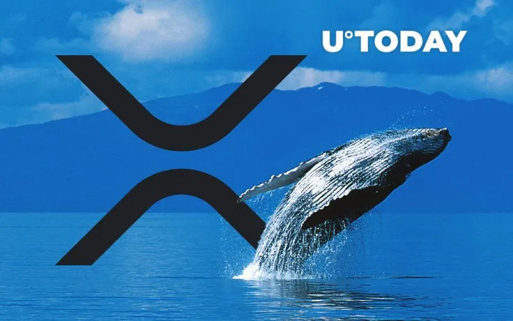 Number of XRP Whales Plunges While Active Bitcoin Addresses Come Close to Record Highs