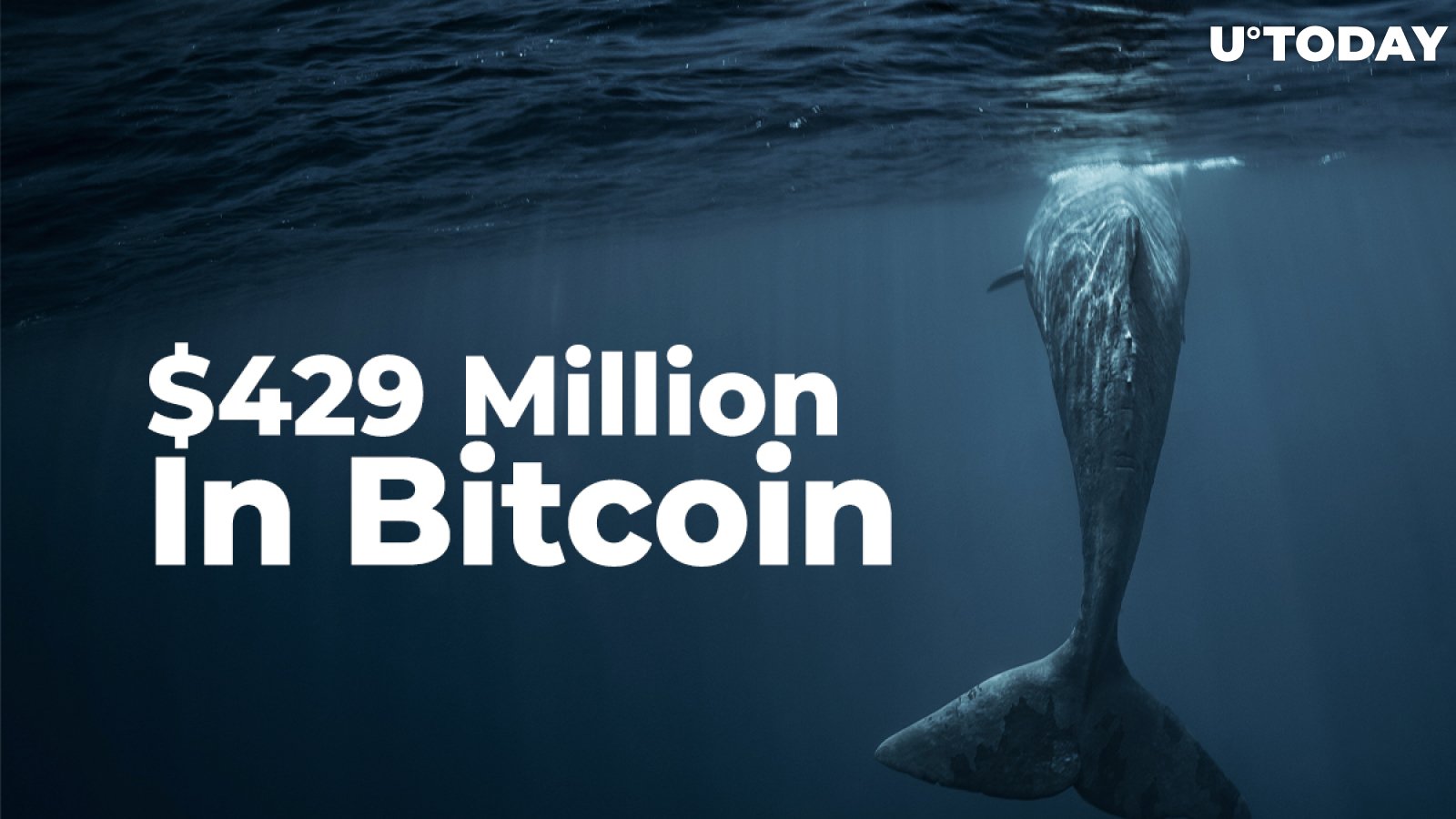 Anonymous Whale Shifts Amount Close to $429 Million In Bitcoin