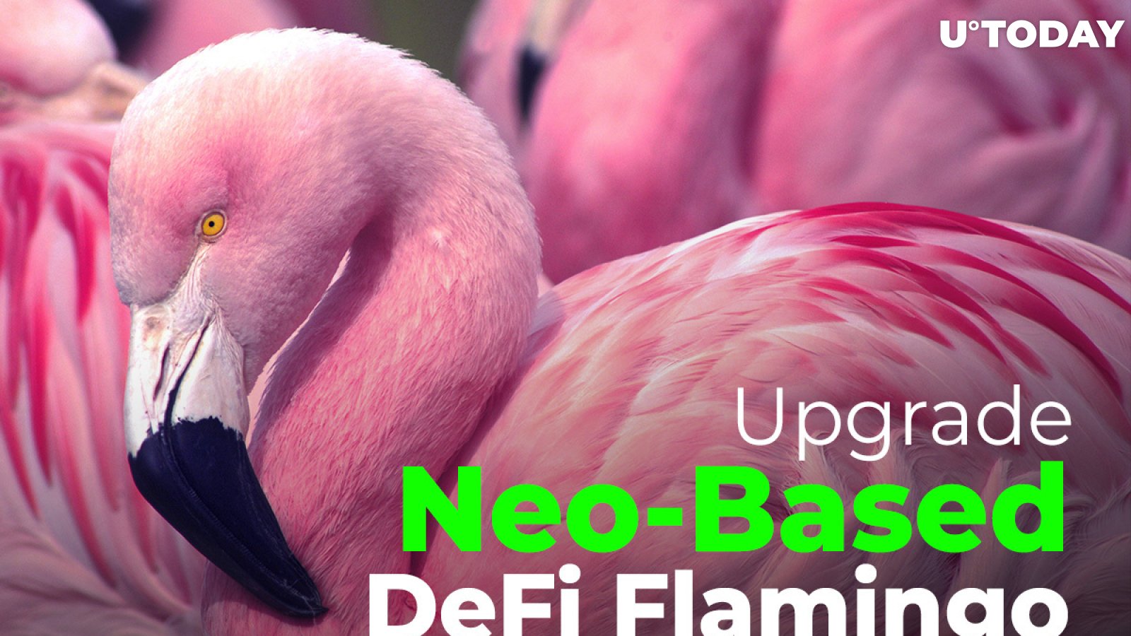 Neo-Based DeFi Flamingo (FLM) to Undergo First-Major Upgrade