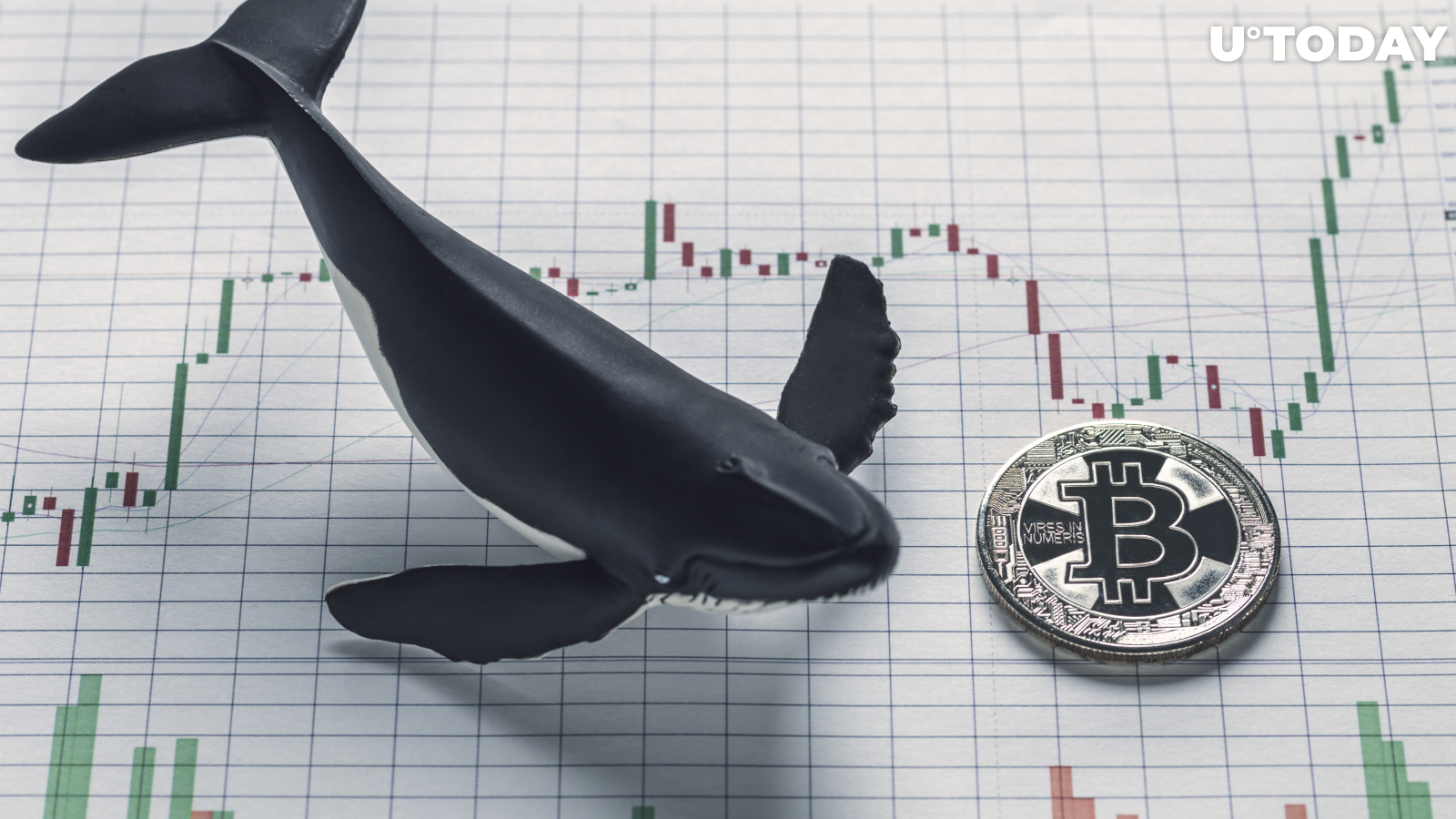Bitcoin Whale Population on the Rise. Are These Actually Institutions? 