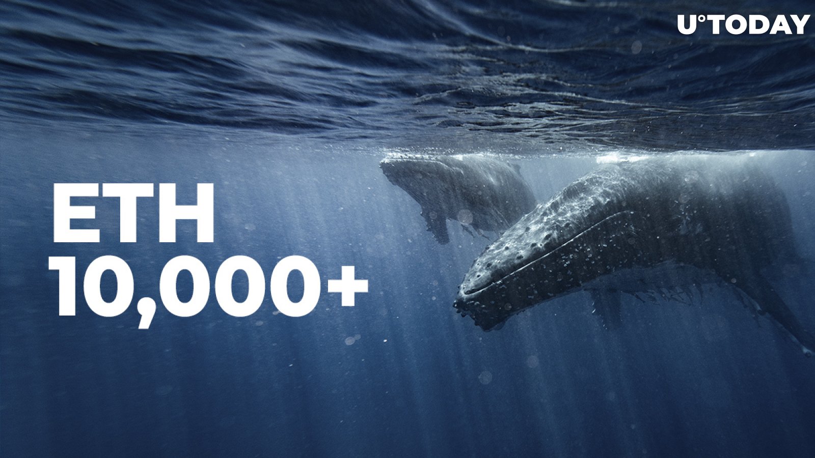 Number of Whales with 10,000+ ETH Hits 1-Year High As ETH Inches Closer to Its 2018 ATH