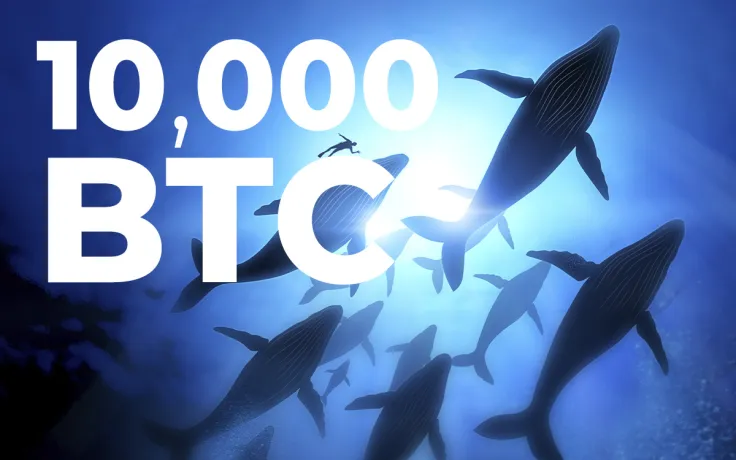 Number of Whales with Over 10,000 BTC Surpasses 100: Report