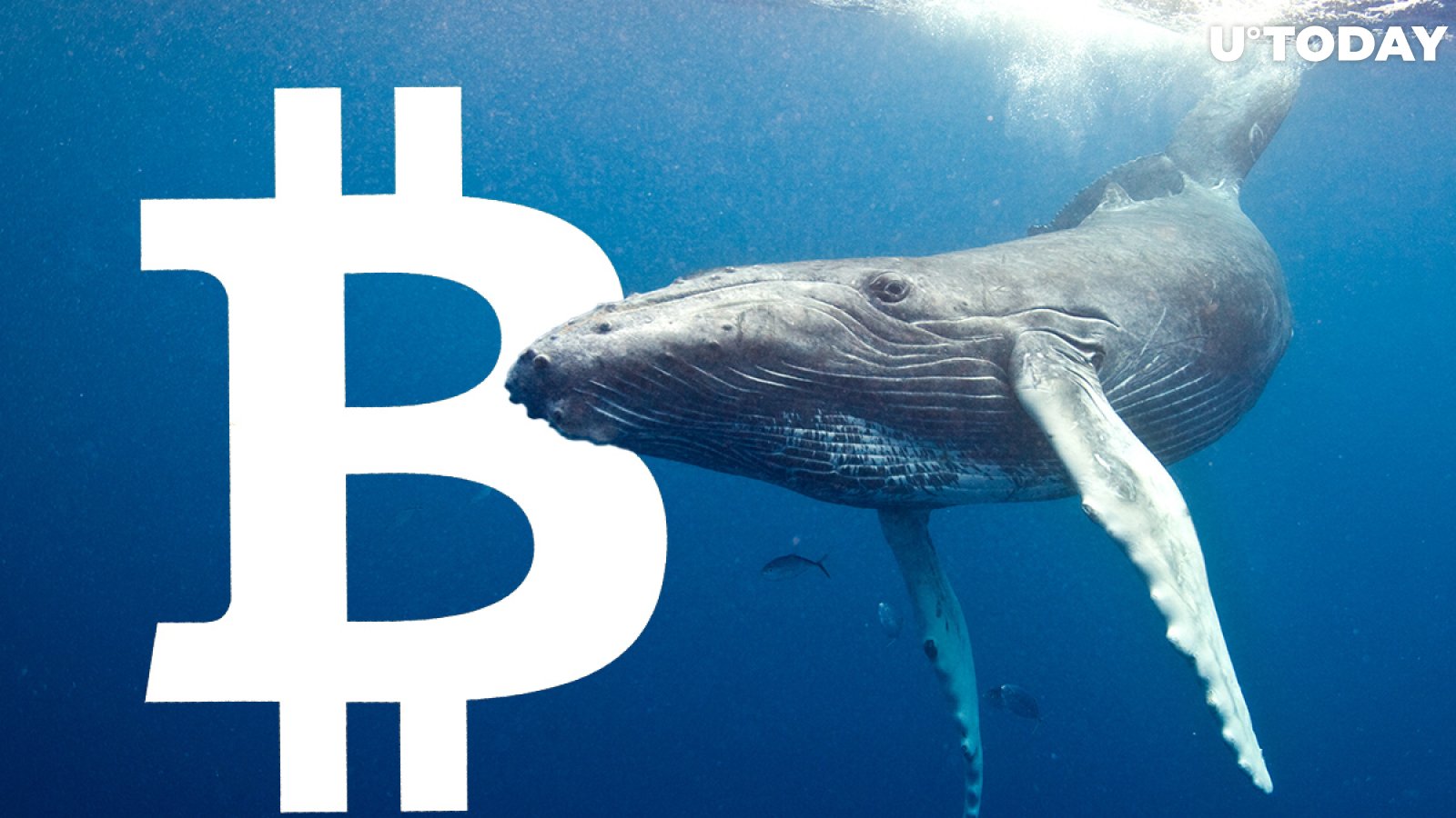 Bitcoin (BTC) Whales "Bought the Dip," Glassnode Data Says