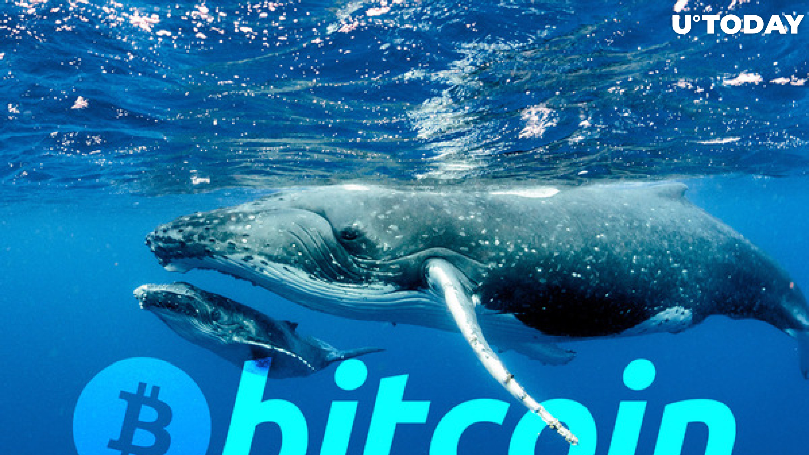 Bitcoin Whales Becoming Active, Transactions Rising Substantially, That's Quite Striking: Santiment