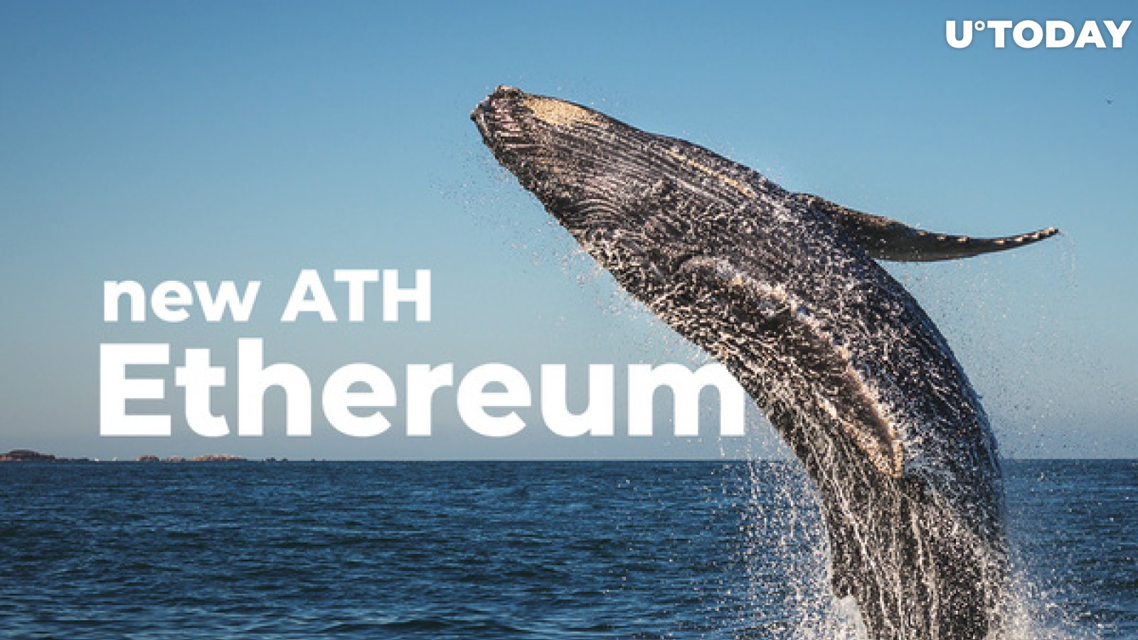 New Ethereum Whale Addresses Hit New All-Time High This Weekend: Santiment