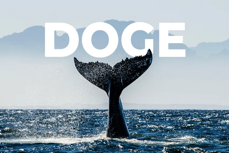 Trader Unveils Sensational Theory About Most Powerful DOGE Whale
