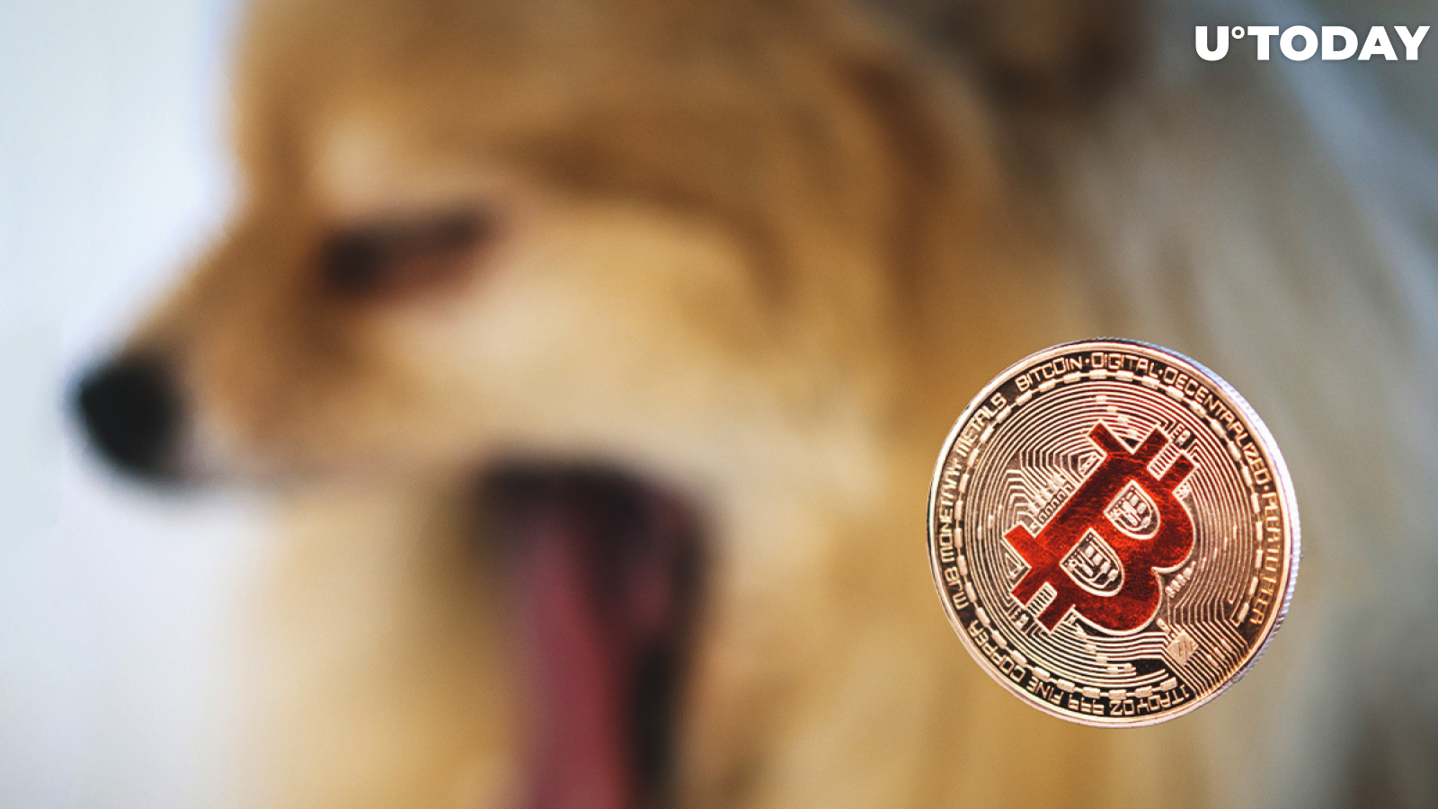 DOGE Washout and Bitcoin Strengthening Expected by Ark Financial's Crypto Analyst