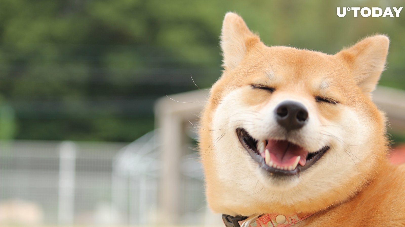 Vitalik Buterin Just Burned $6 Billion Worth of Dogecoin Rival Shiba Inu