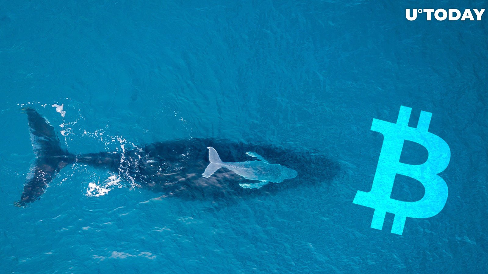 Whales Grabbing More Bitcoin, Holding Their ETH Tight: Santiment Data