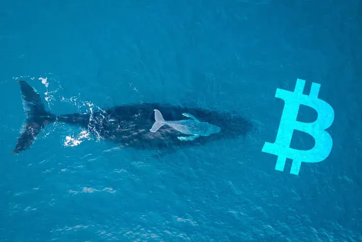Whales Grabbing More Bitcoin, Holding Their ETH Tight: Santiment Data