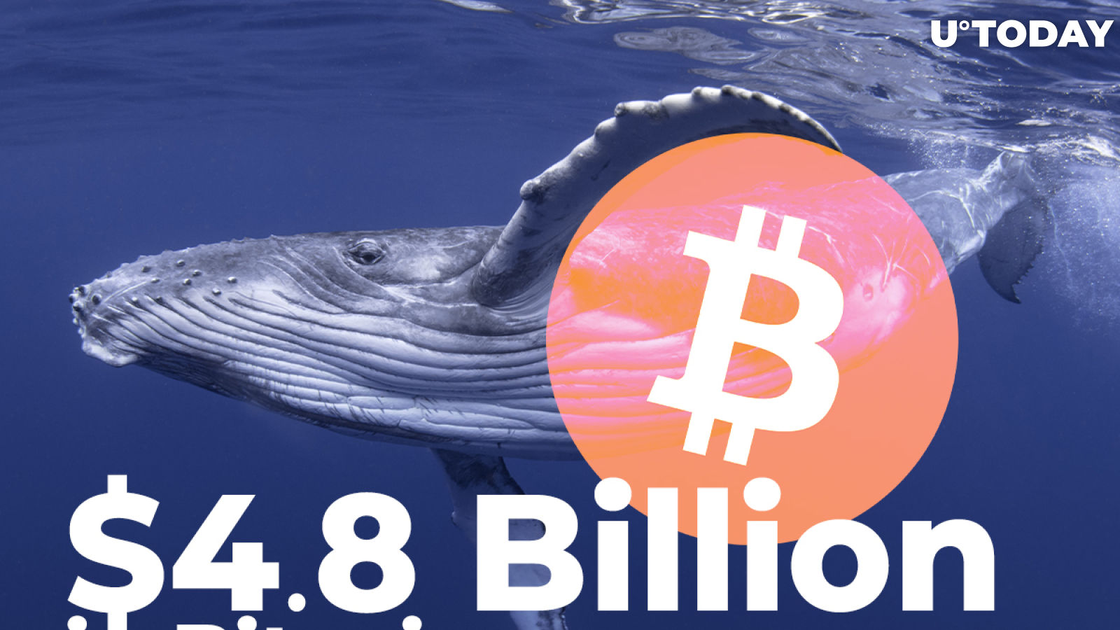 Crypto Whales Shift $4.8 Billion in Bitcoin as BTC Hits $43,357