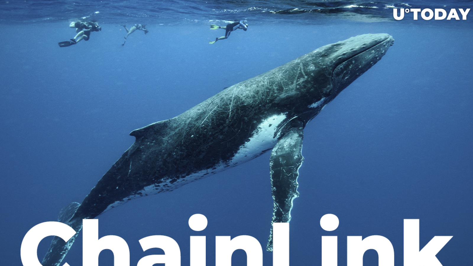 Chainlink Whales Are Not Willing to Hold Coins: Here's Why