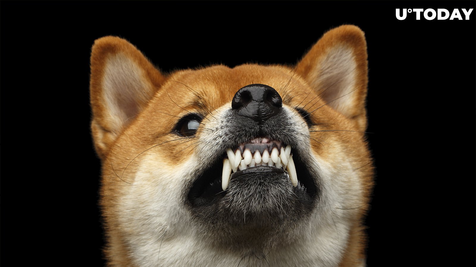 Angry Doge: Dogecoin Foundation's Lawyers Go After Copycat