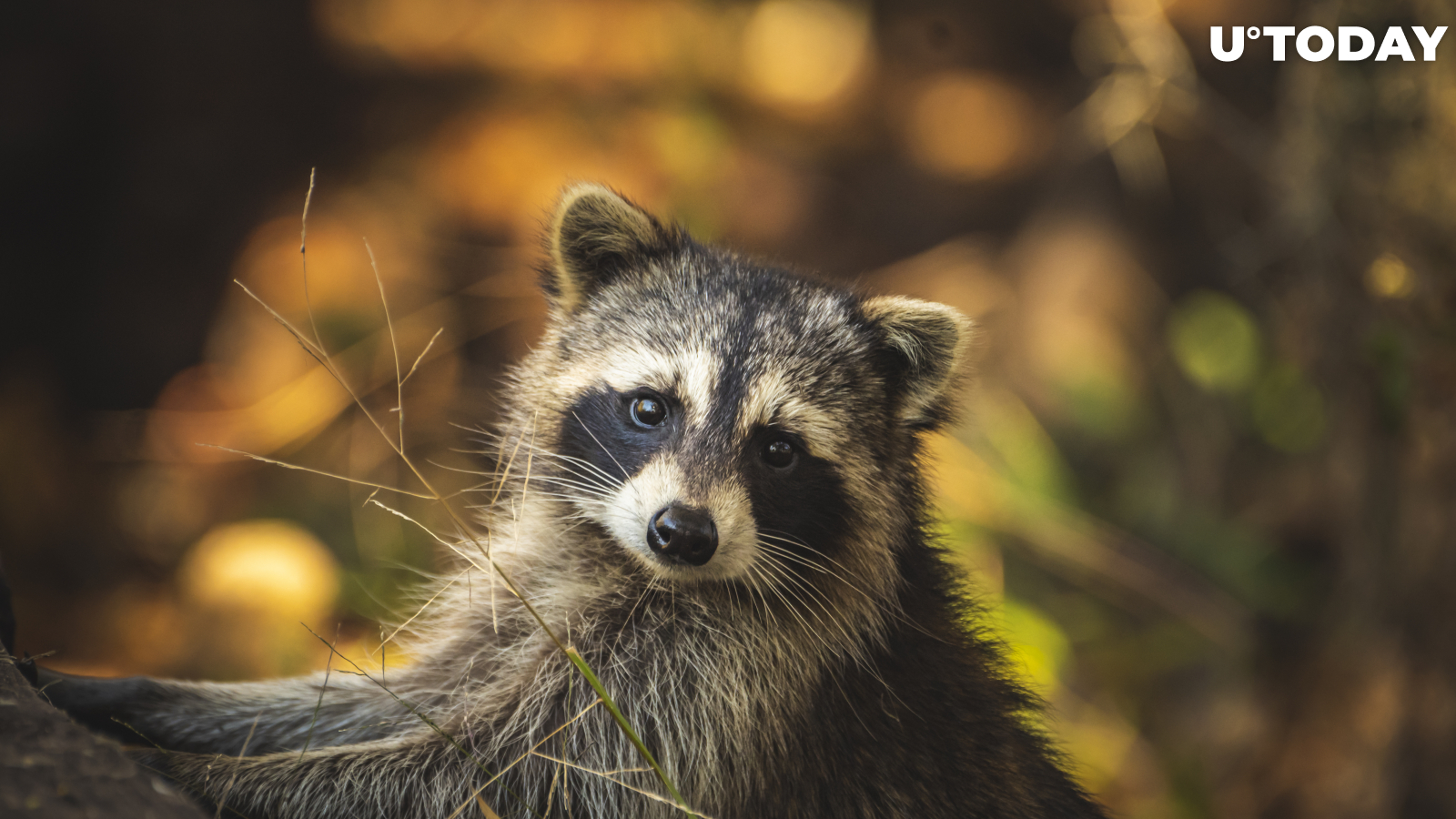 "Raccoon Stealer" Malware Is Capable of Pilfering Your Cryptocurrency Wallets