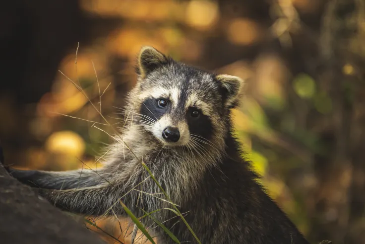 "Raccoon Stealer" Malware Is Capable of Pilfering Your Cryptocurrency Wallets