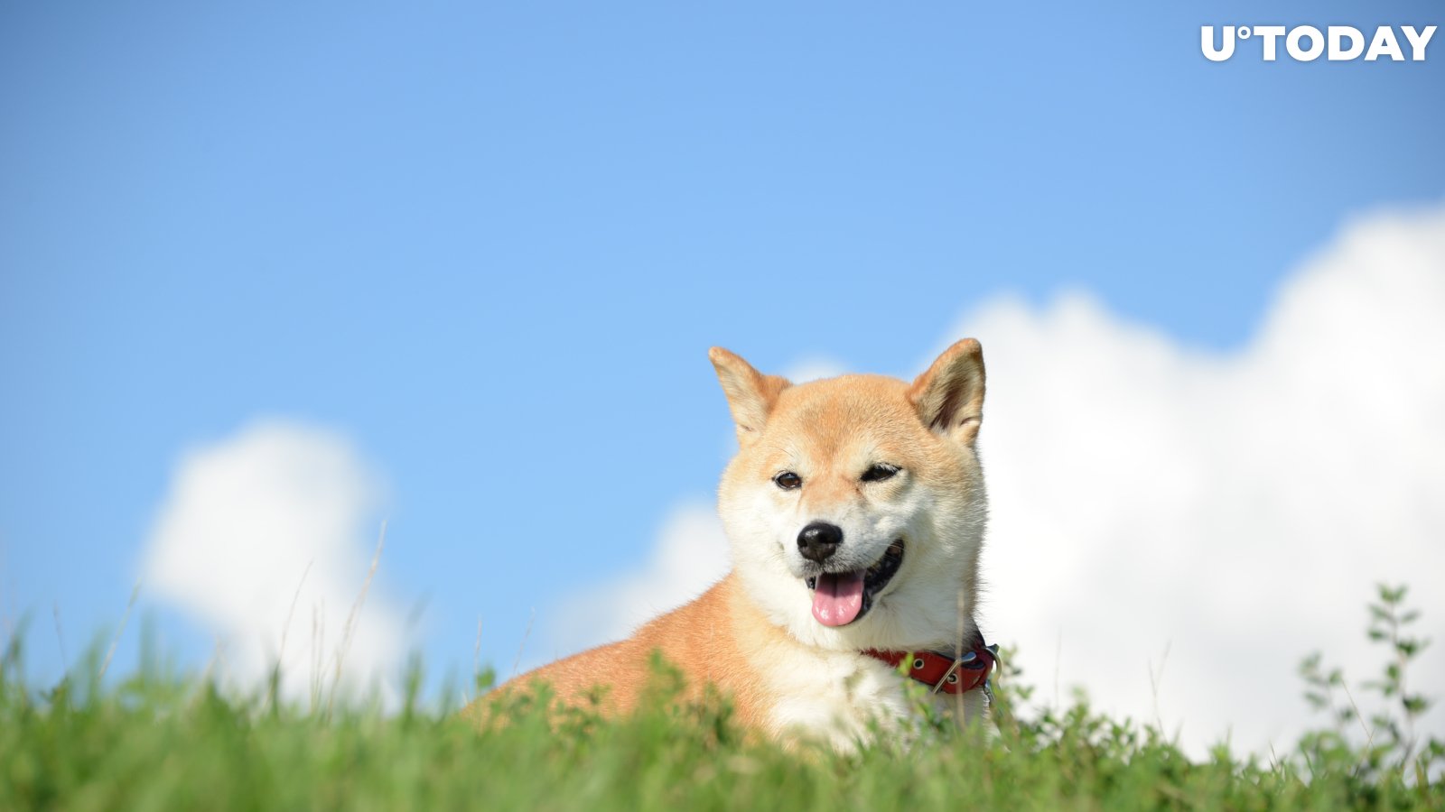 Elon Musk Sends Dogecoin Offshoot Soaring with Photo of His Dog