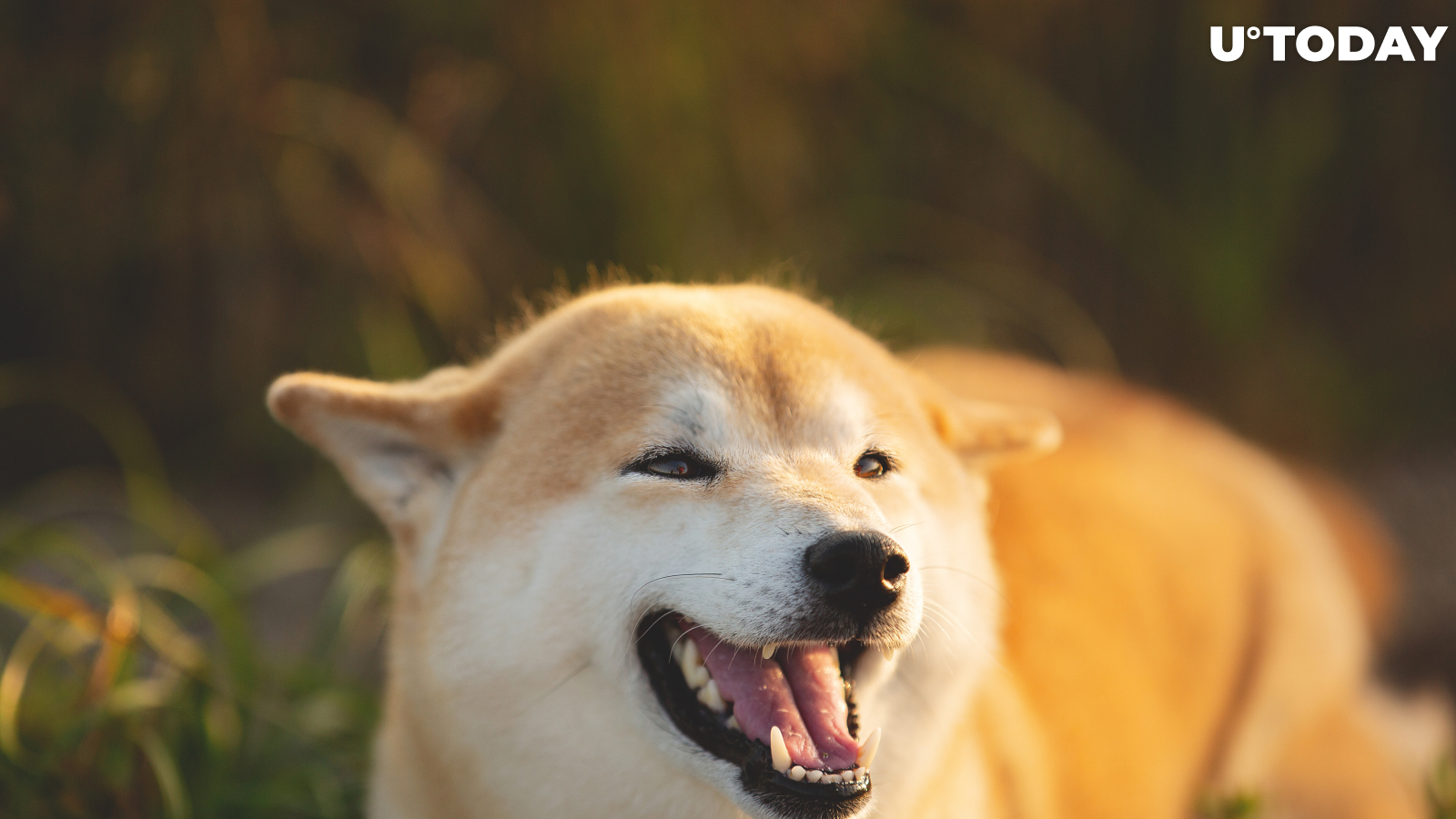 Dogecoin Rival Shiba Inu Starts Trading on Coinbase
